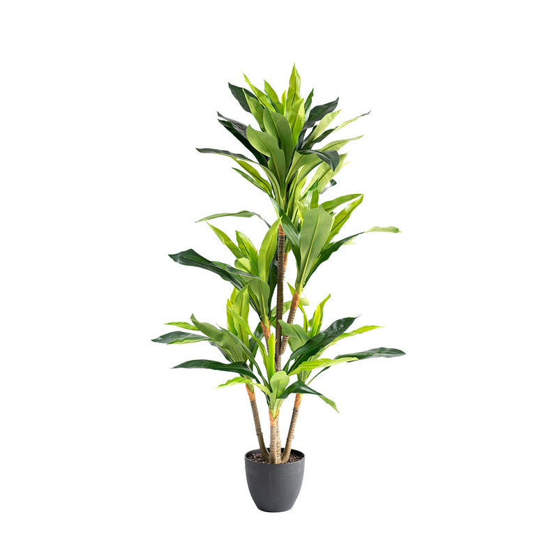 Plant Couture - Artificial Plants - Dracaena 130cm