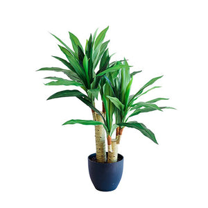 Plant Couture - Artificial Plant & Pot Combo - With Dracaena 80cm