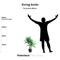 Dracaena 80cm - Plant Couture - Artificial Plants