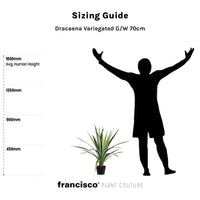 Dracaena Variegated G/W 70cm - Plant Couture - Artificial Plants