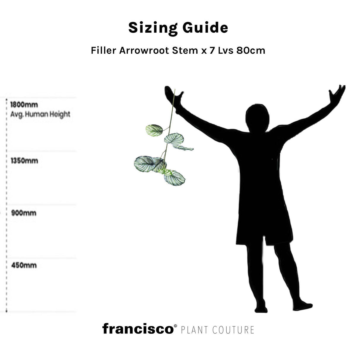 Filler Arrowroot Stem x 7 Lvs 80cm