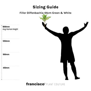 Filler Diffenbachia 44cm Green & White - Plant Couture - Artificial Plants