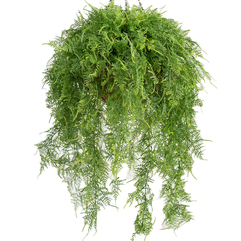 Hanging Basket L with Asparagus Fern 100CM - Plant Couture - Hanging Baskets