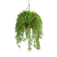 Hanging Basket L with Asparagus Fern 100CM - Plant Couture - Hanging Baskets