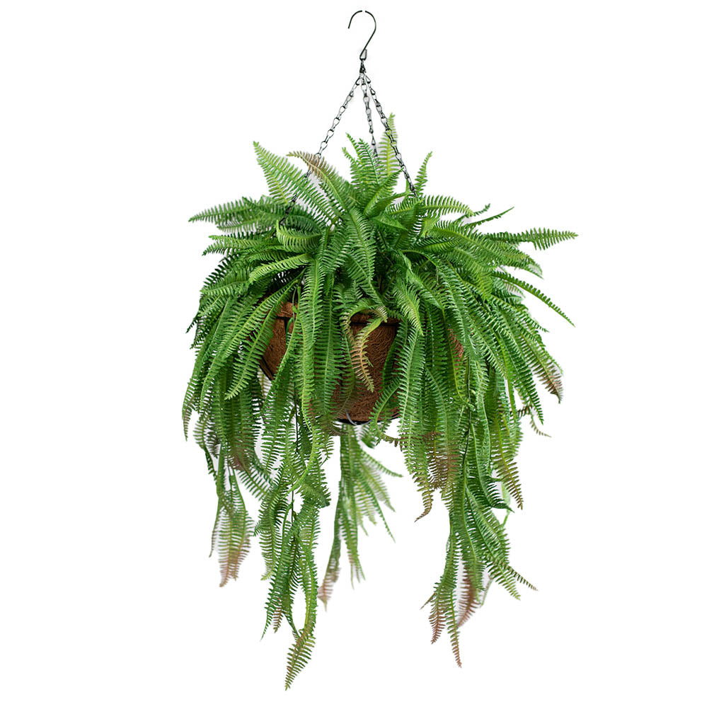 artificial boston fern hanging plants Hanging Basket L with Boston Fern