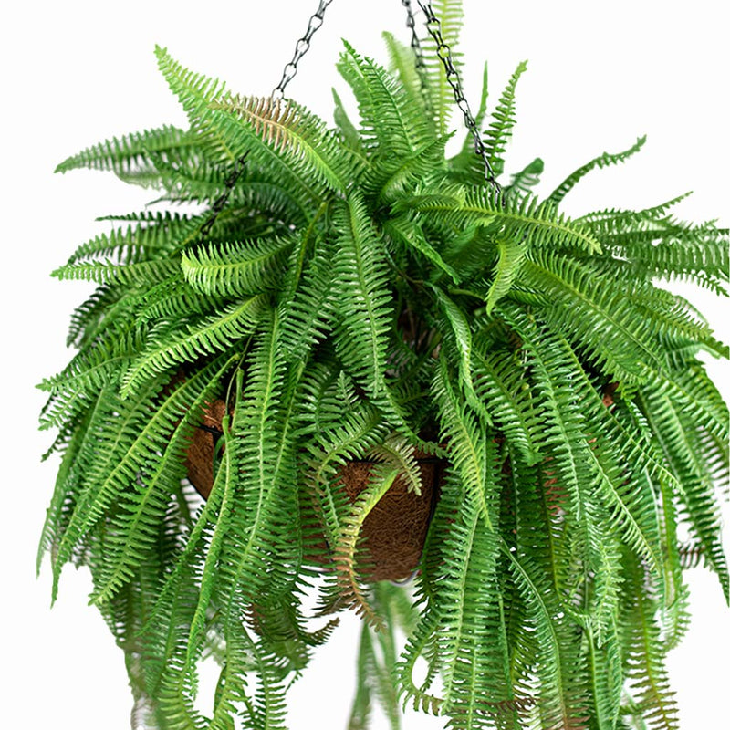 Hanging Basket S with Boston Fern - Plant Couture - Hanging Baskets