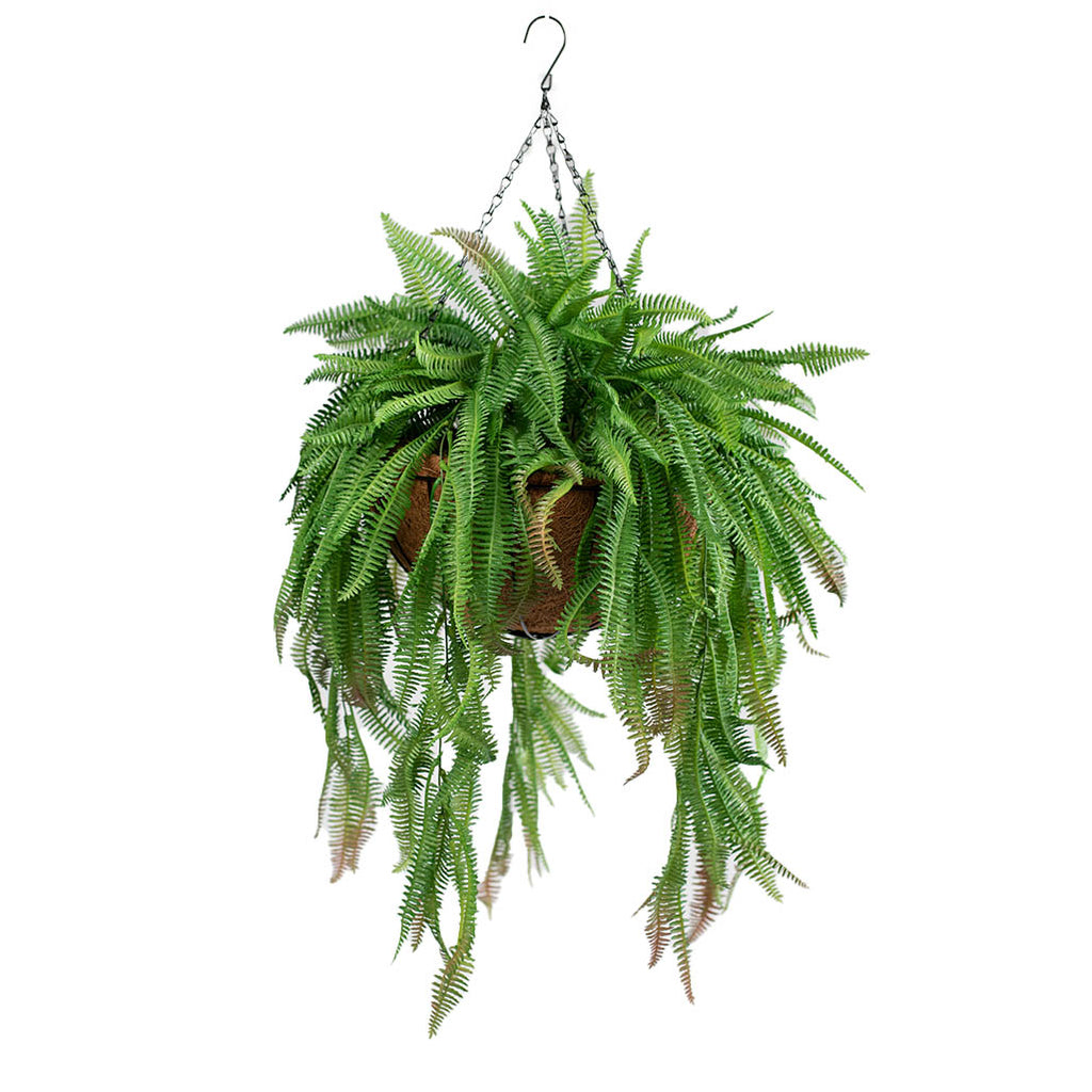 Hanging Basket L with Boston Fern - Plant Couture - Hanging Baskets