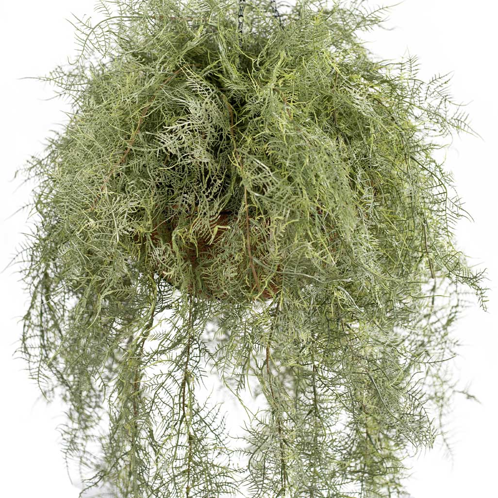 Hanging Basket L with Fern Green - 112cm