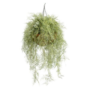 Hanging Basket L with Fern Green 112CM - Plant Couture - Hanging Baskets