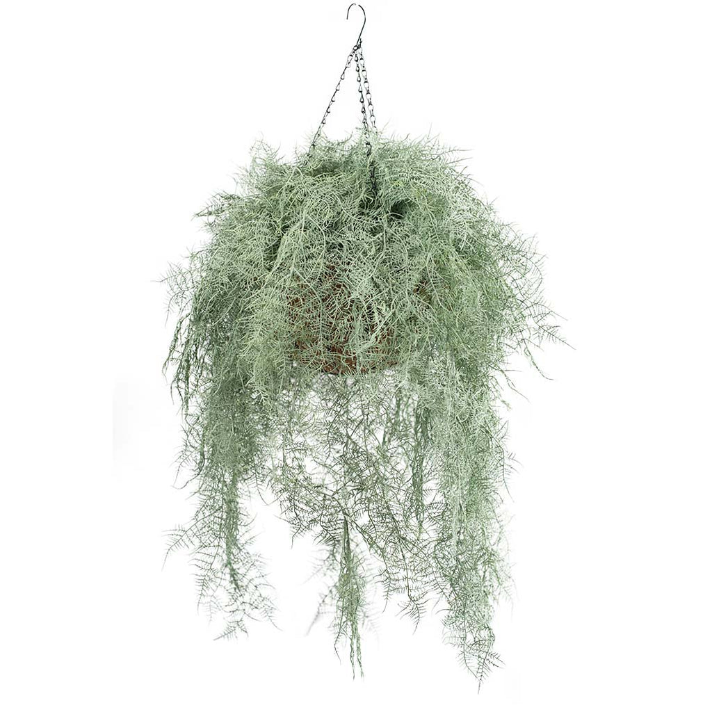 Hanging Basket L with Fern Grey 112CM - Plant Couture - Hanging Baskets