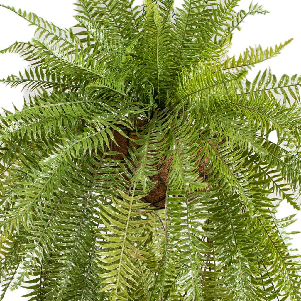 Hanging Basket L with Fern - 114cm