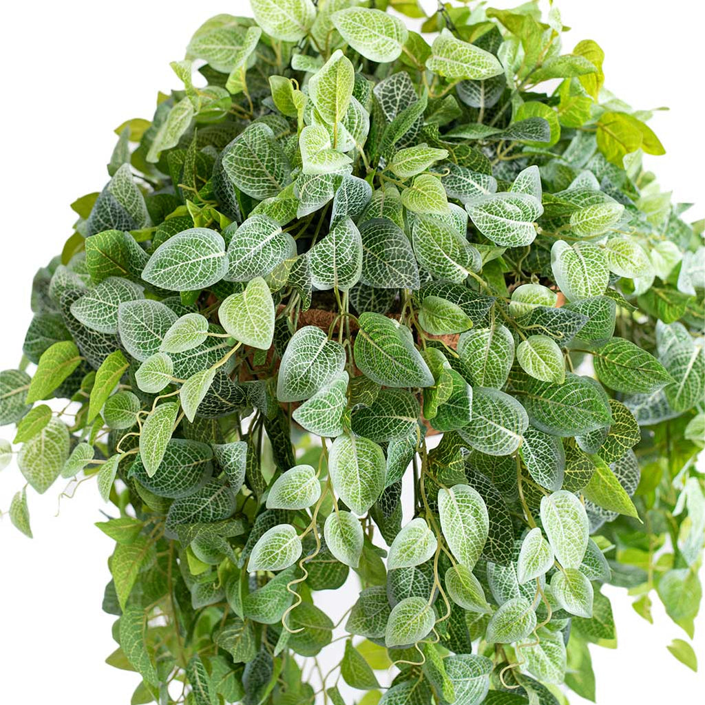 Hanging Basket L with Fittonia 90CM - Plant Couture - Hanging Baskets