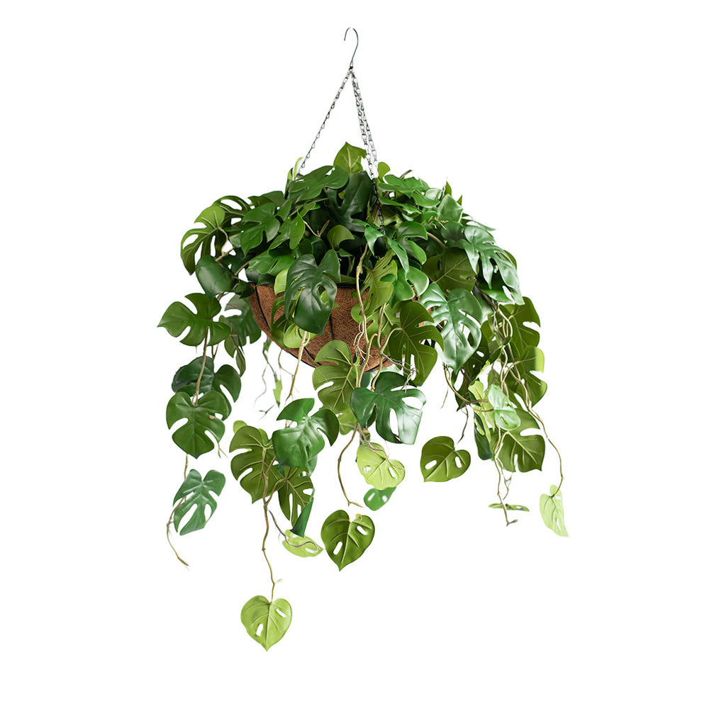 Hanging Basket L with Monstera RT 85CM - Plant Couture - Hanging Baskets