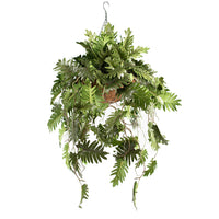 Hanging Basket L with Philodendron 90CM - Plant Couture - Hanging Baskets