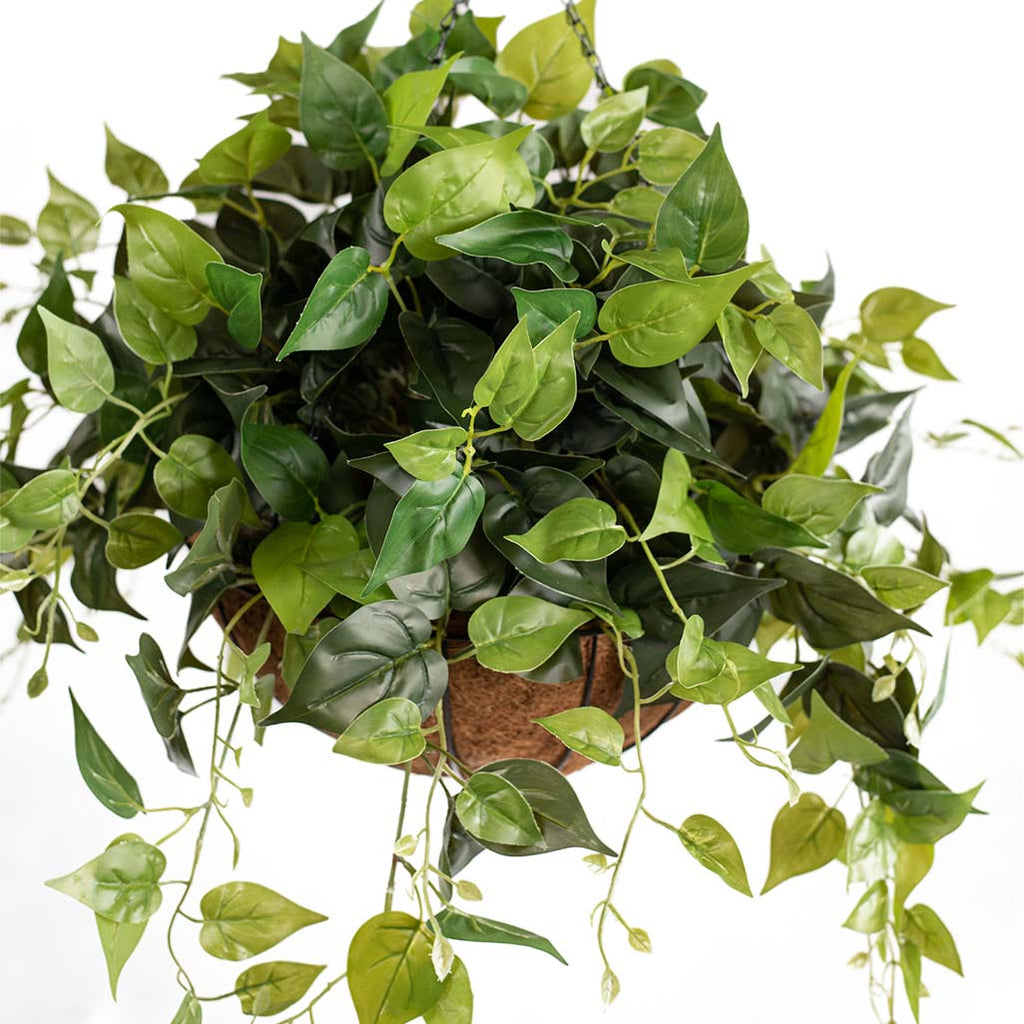 Hanging Basket L with Pothos 55CM - Plant Couture - Hanging Baskets
