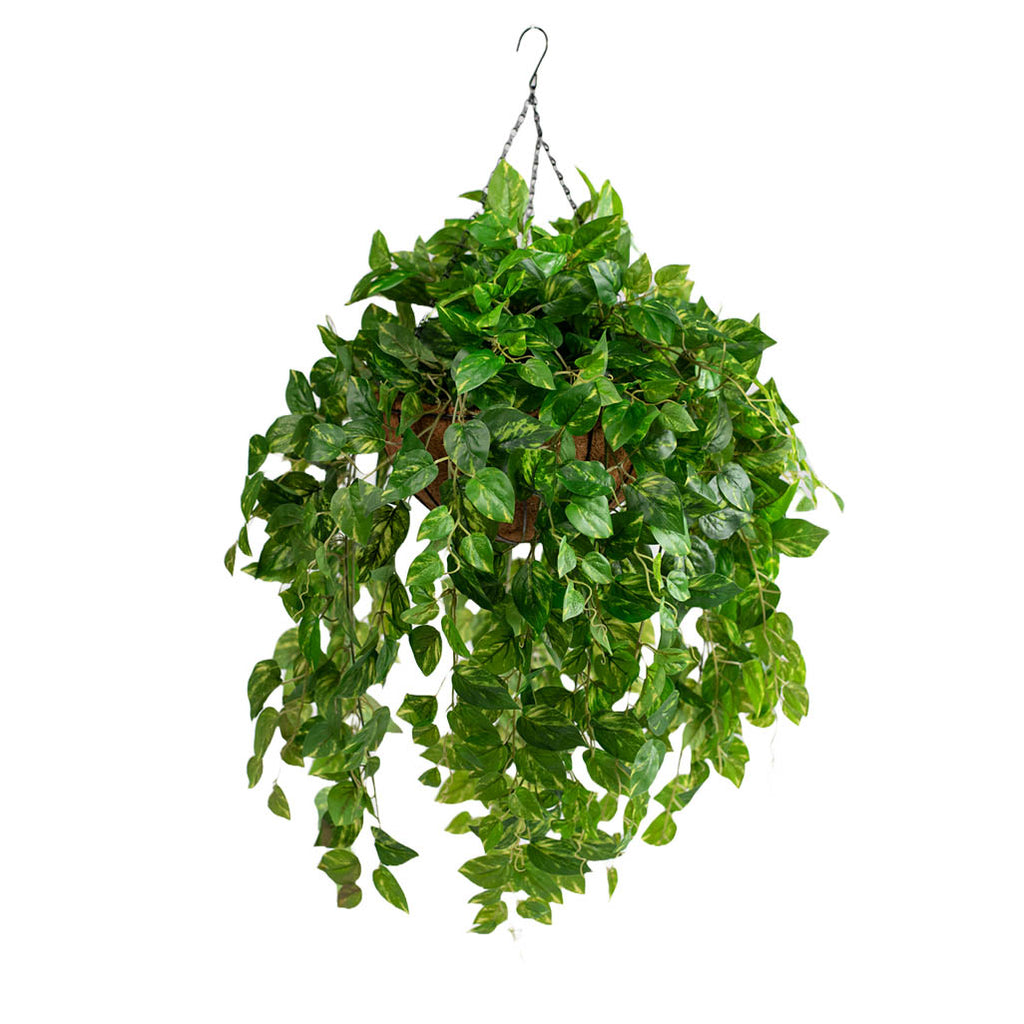 Hanging Basket L with Pothos 92CM - Plant Couture - Hanging Baskets