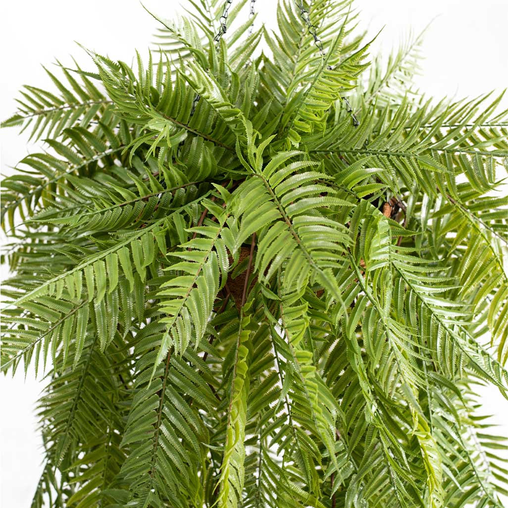 Hanging Basket L with Sword Fern 120cm