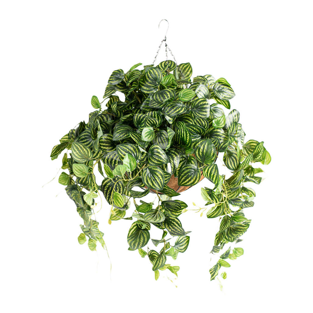 Hanging Basket L with Watermelon Leaf Bush - Plant Couture - Hanging Baskets