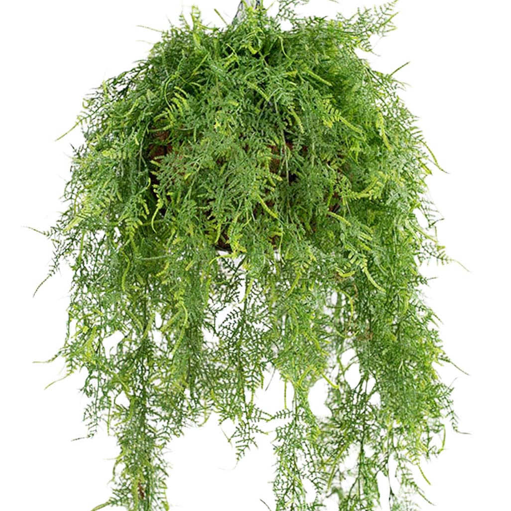 Hanging Basket M with Asparagus Fern 100CM Plant Couture Hanging Ba