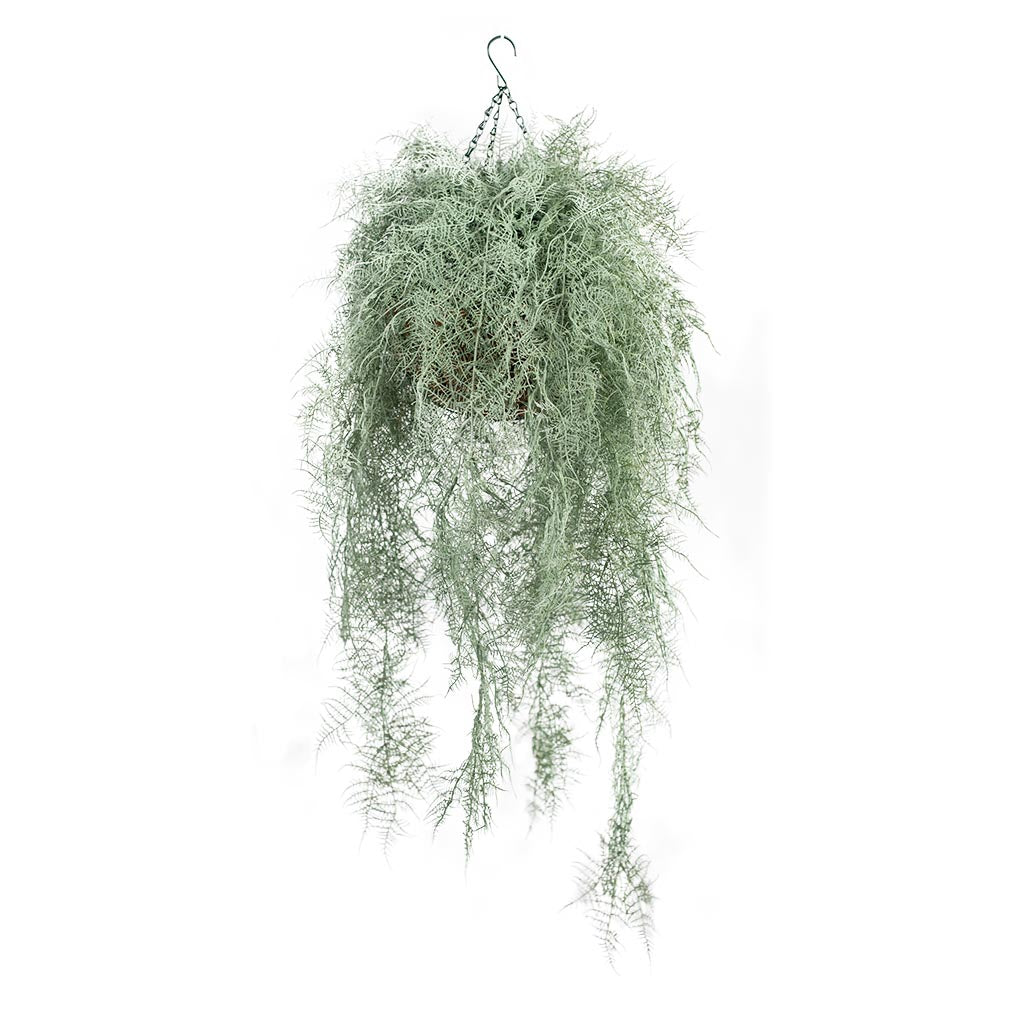 hanging plants south africa Hanging Basket M with Fern Grey 112cm - Plant Couture