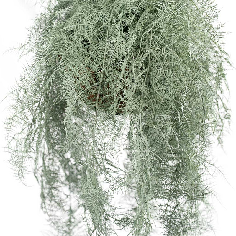 Hanging Basket M with Fern Grey 112CM - Plant Couture - Hanging Baskets