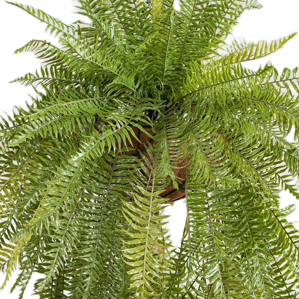 Hanging Basket M with Fern 114cm