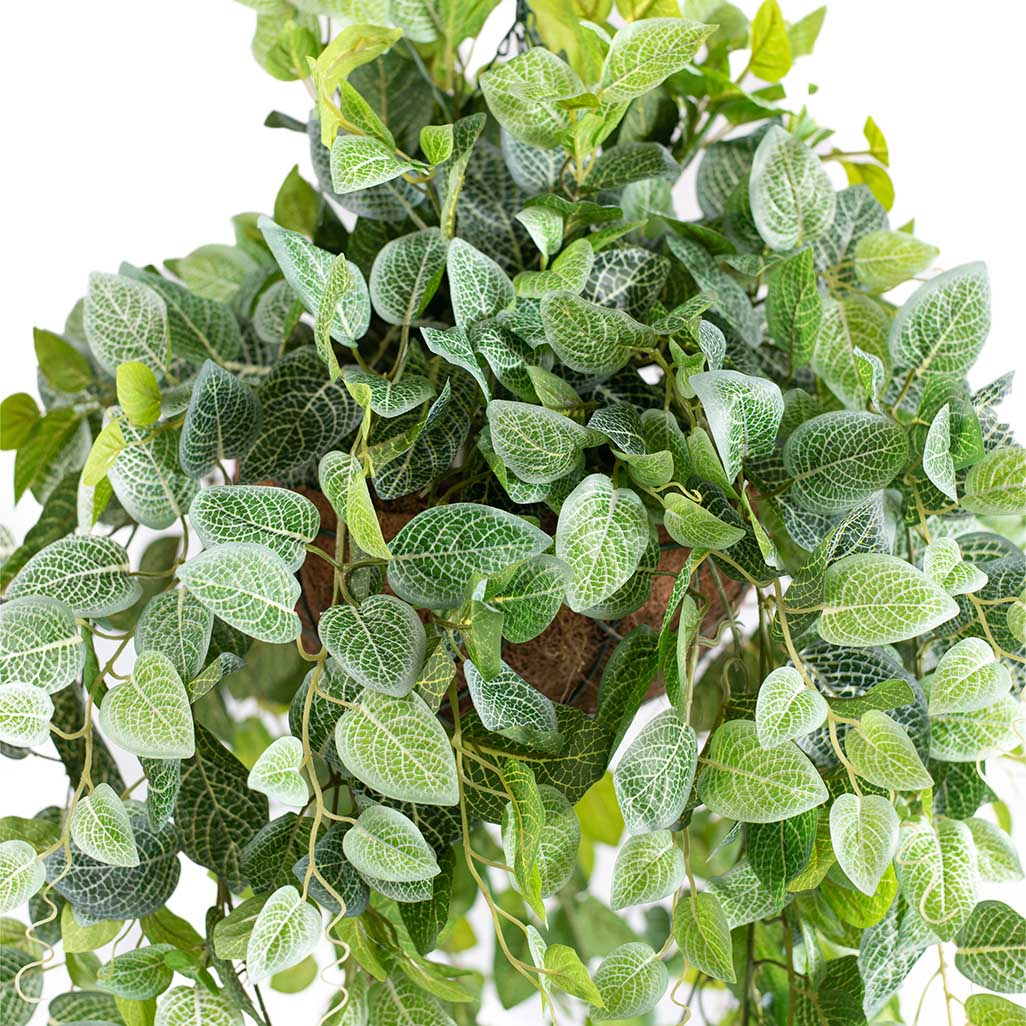 nerve plant hanging basket Hanging Basket with Fittonia (M) 90cm - Plant Couture