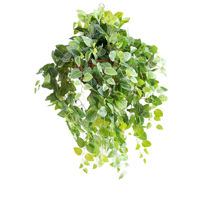 Hanging Basket M with Fittonia 90CM - Plant Couture - Hanging Baskets