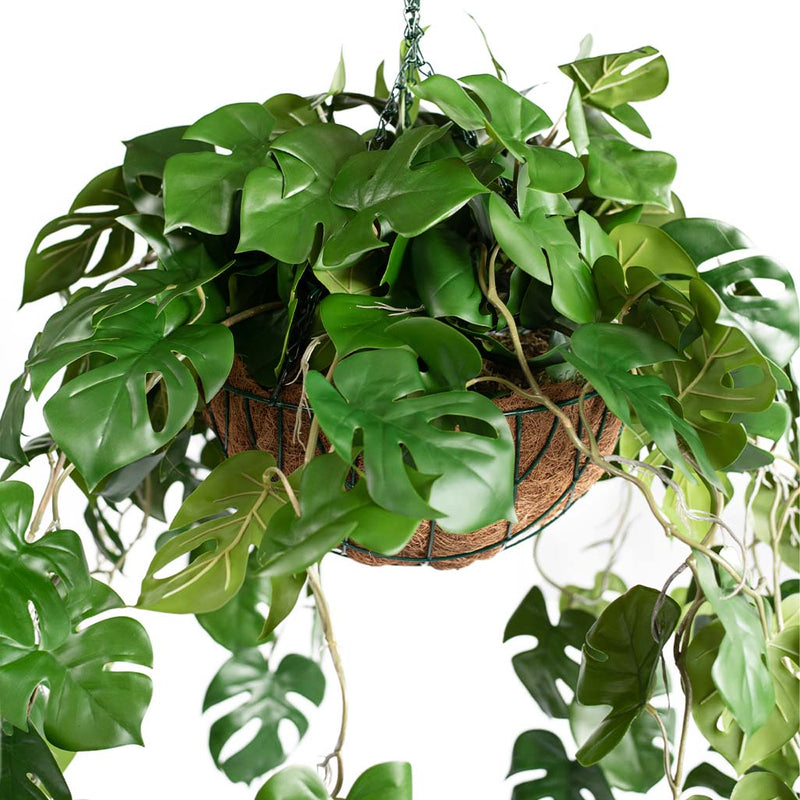 Hanging Basket M with Monstera RT 85CM - Plant Couture - Hanging Baskets