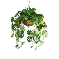 Hanging Basket M with Monstera RT 85CM - Plant Couture - Hanging Baskets