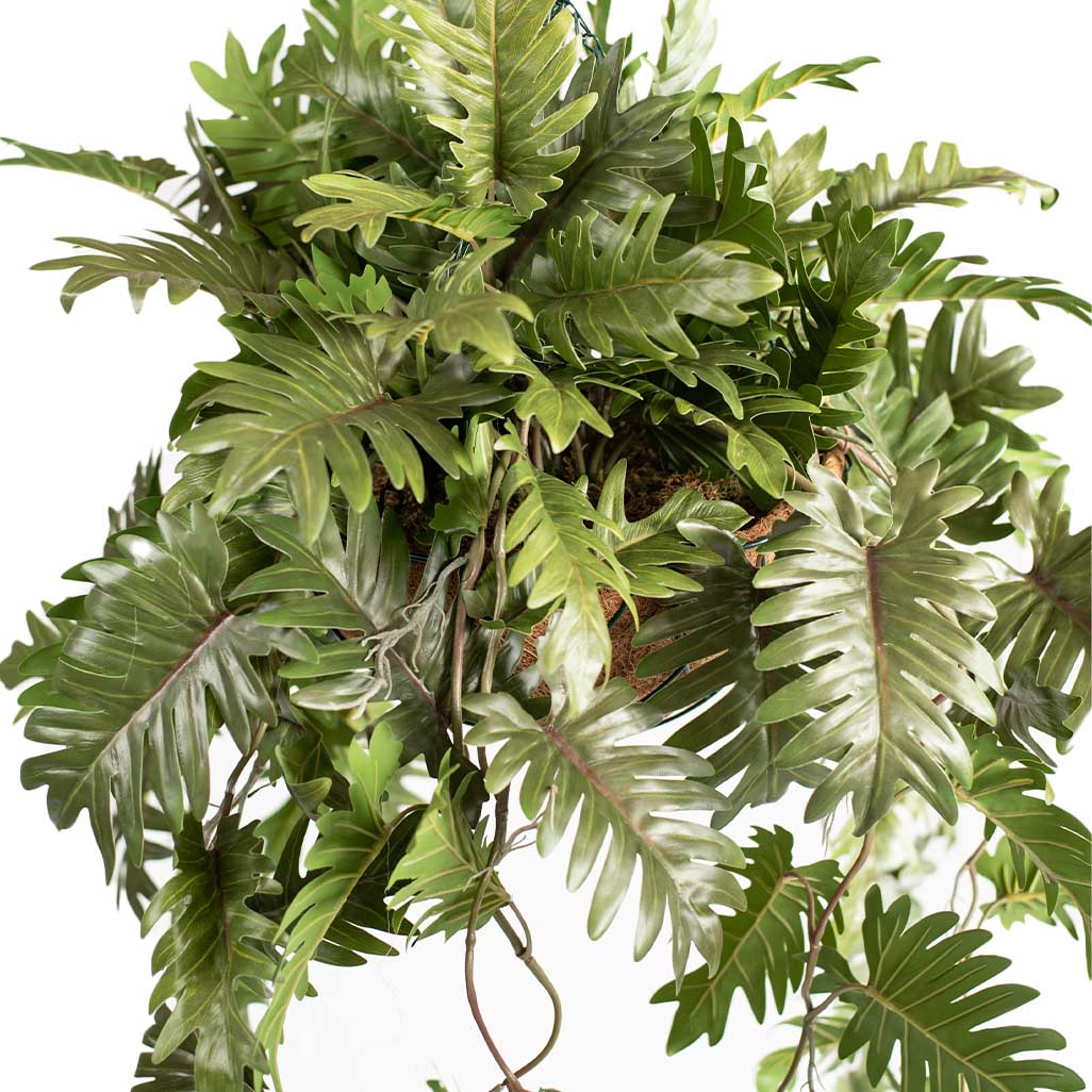 Hanging Basket M with Philodendron 90cm