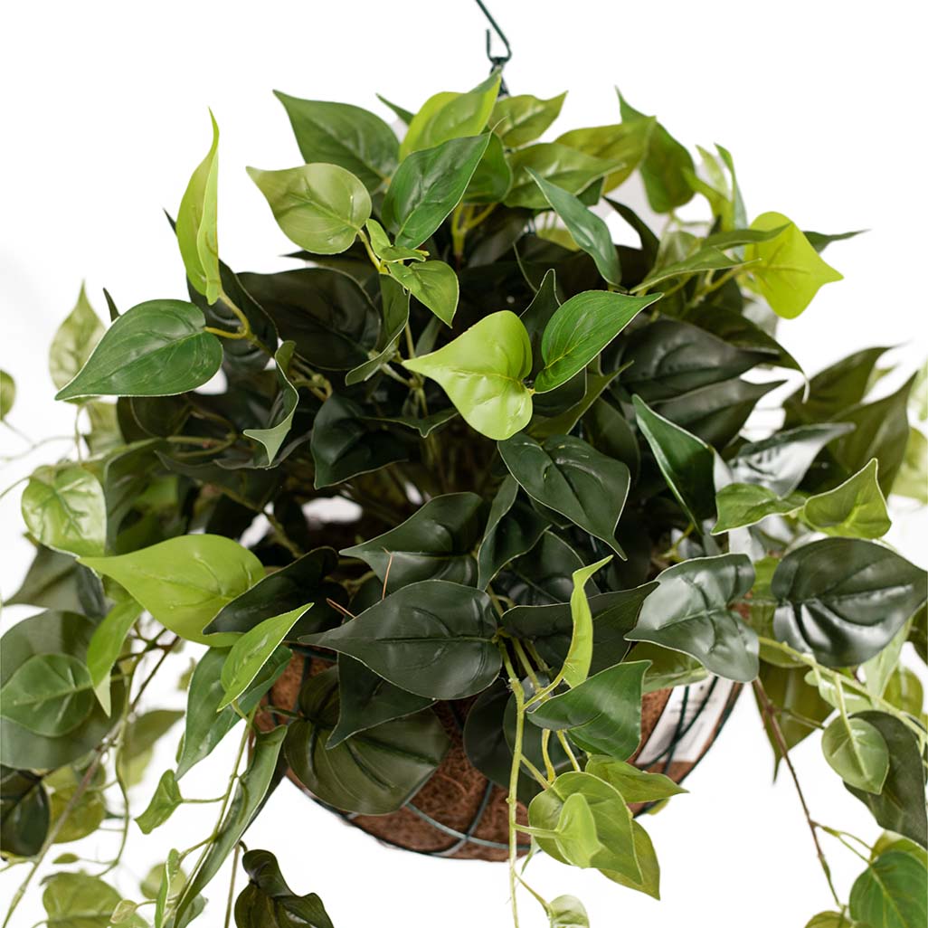 Hanging Basket M with Pothos 55cm