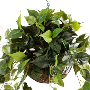 Hanging Basket M with Pothos 55CM - Plant Couture - Hanging Baskets