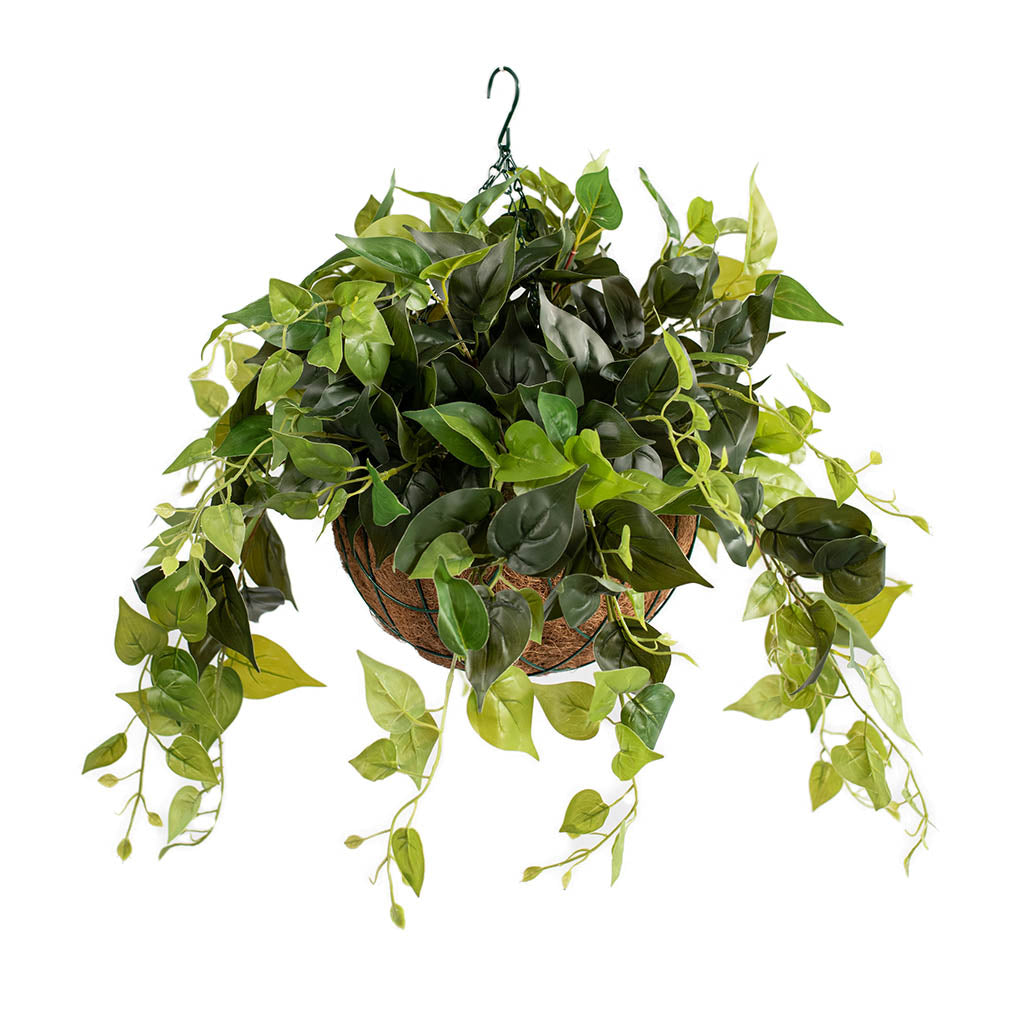 Hanging Basket M with Pothos 55cm Plant Couture Hanging Baskets