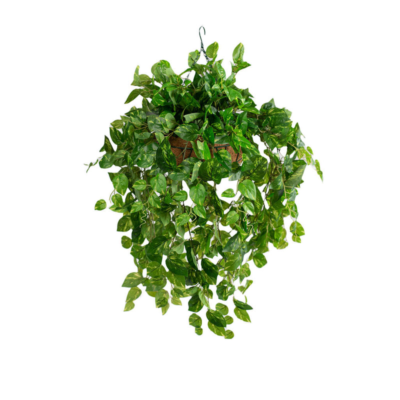 Hanging Basket M with Pothos 92CM - Plant Couture - Hanging Baskets