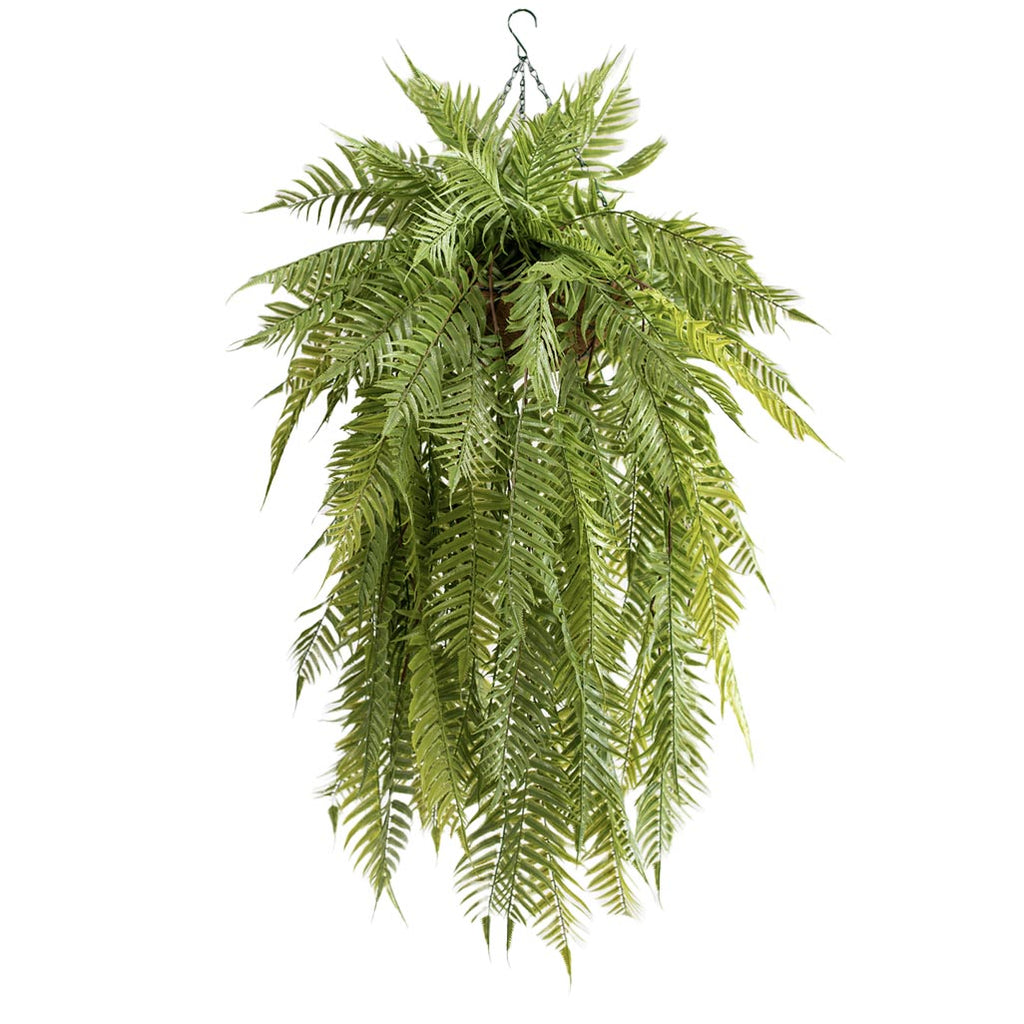 Hanging Basket M with Sword Fern 120CM - Plant Couture - Hanging Baskets