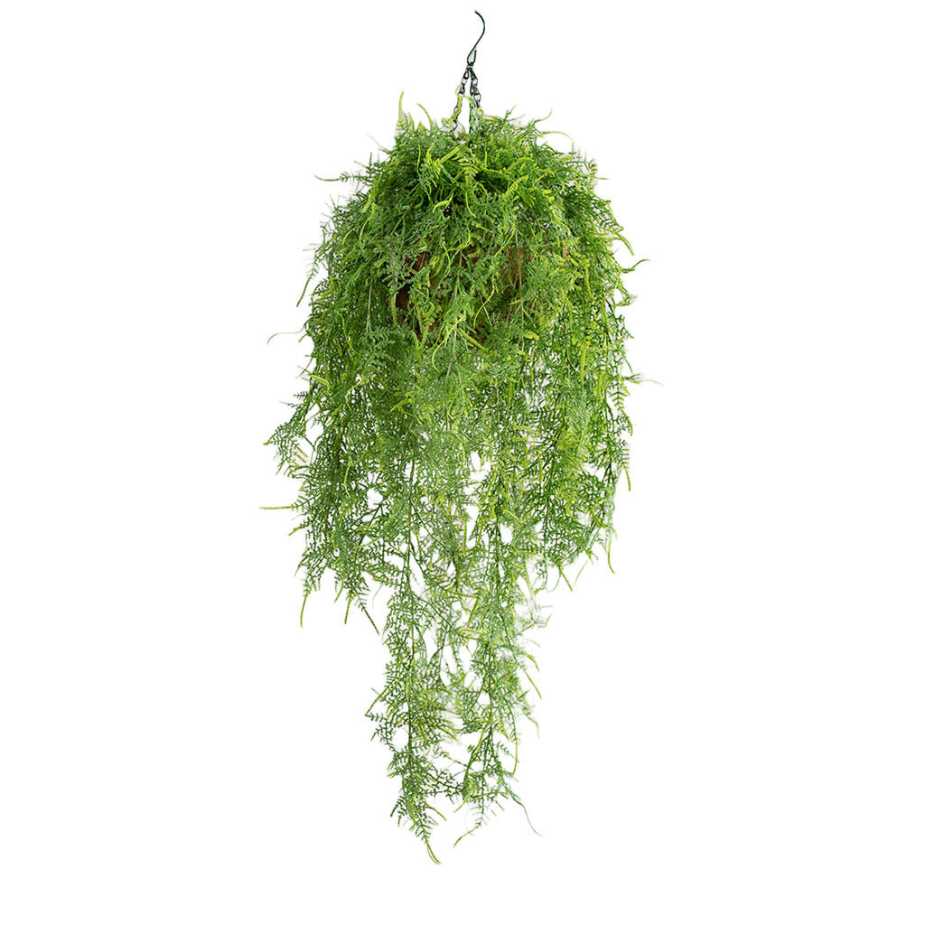 Hanging Basket S with Asparagus Fern 100CM - Plant Couture - Hanging Baskets