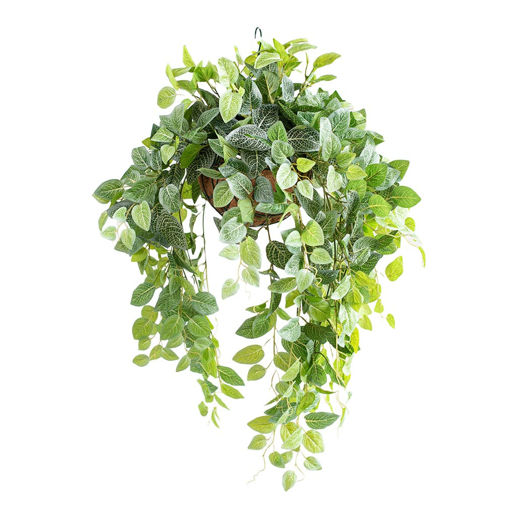 nerve plant hanging basket Hanging Basket S with Fittonia 90cm - Plant Couture