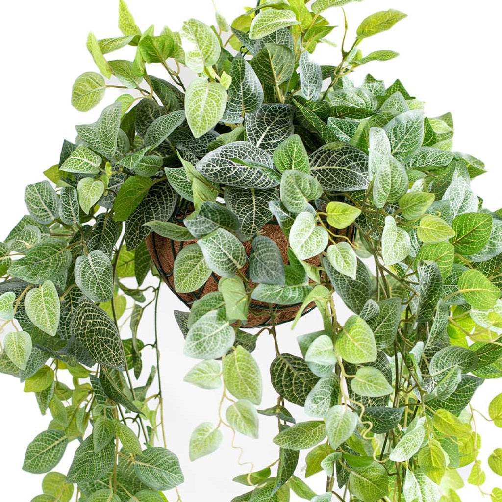 Hanging Basket S with Fittonia 90CM - Plant Couture - Hanging Baskets