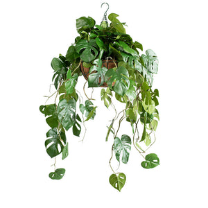 Hanging Basket S with Monstera RT 85CM - Plant Couture - Hanging Baskets