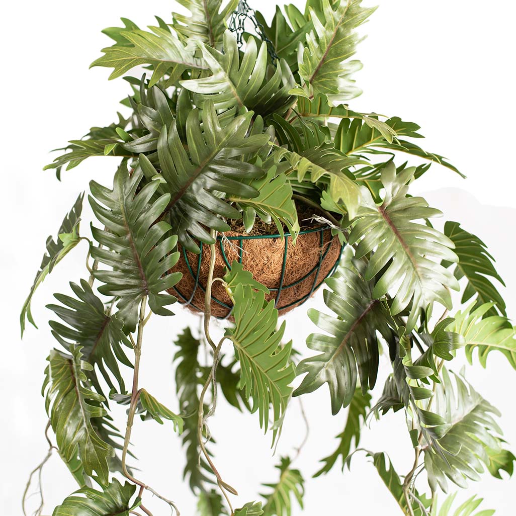 Hanging Basket S with Philodendron 90cm