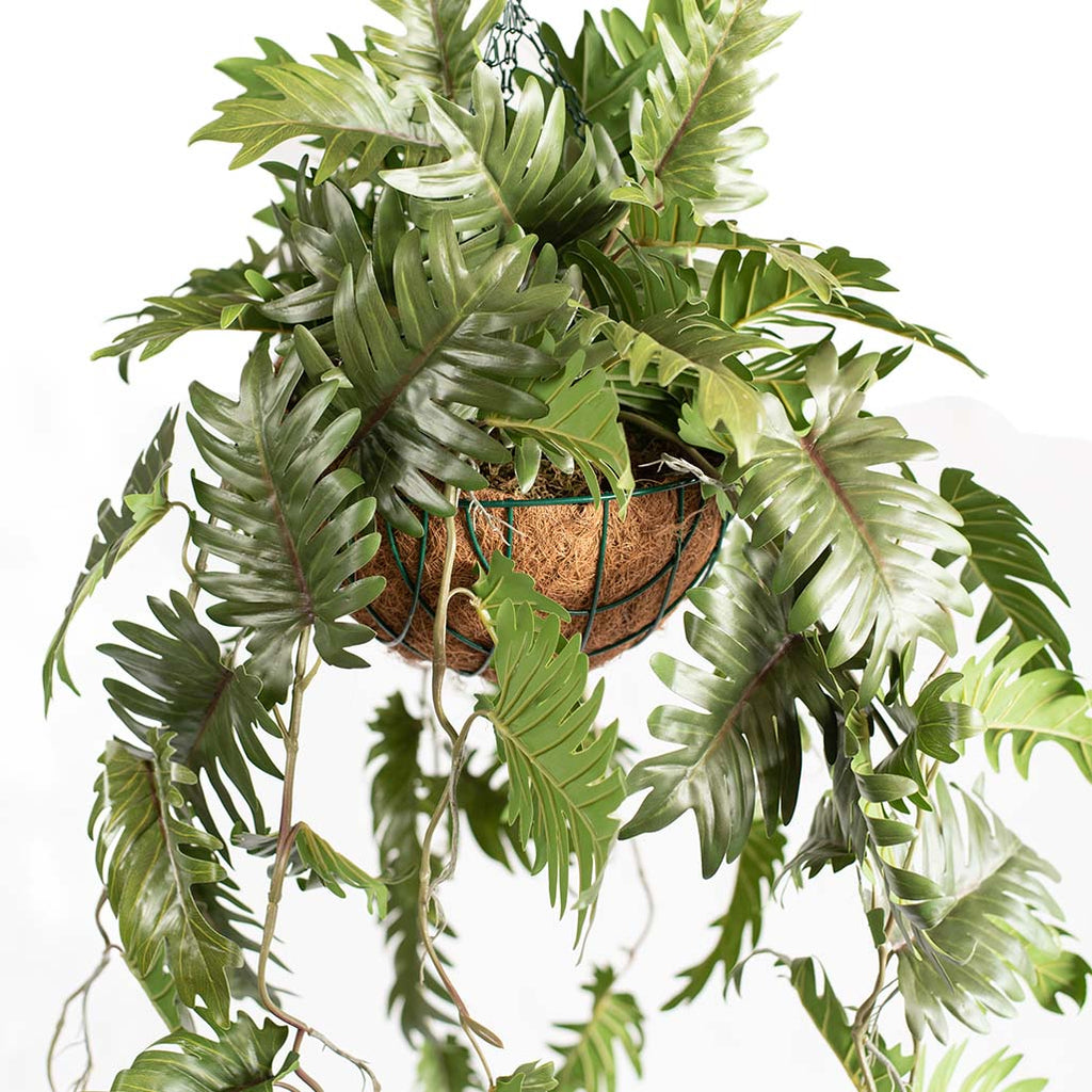 Hanging Basket S with Philodendron 90CM - Plant Couture - Hanging Baskets