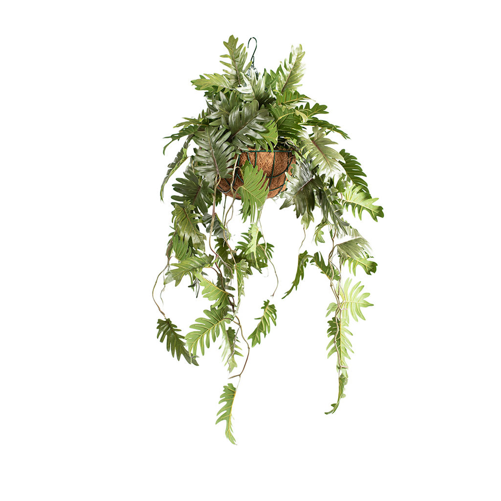 Hanging Basket S with Philodendron 90CM - Plant Couture - Hanging Baskets