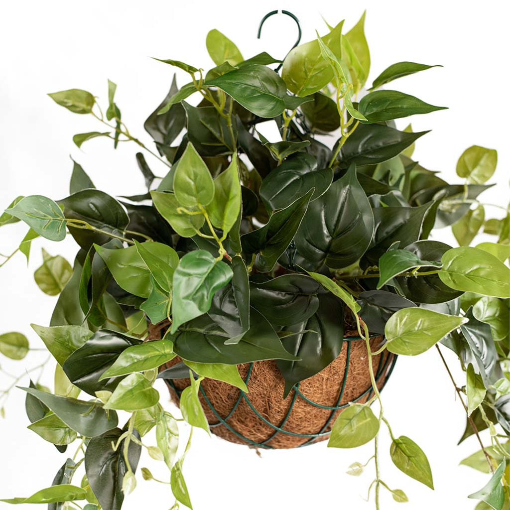 Hanging Basket S with Pothos 55CM - Plant Couture - Hanging Baskets
