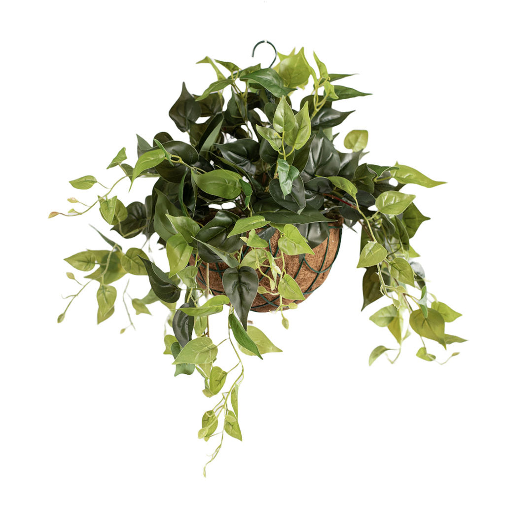 Hanging Basket S with Pothos 55CM - Plant Couture - Hanging Baskets
