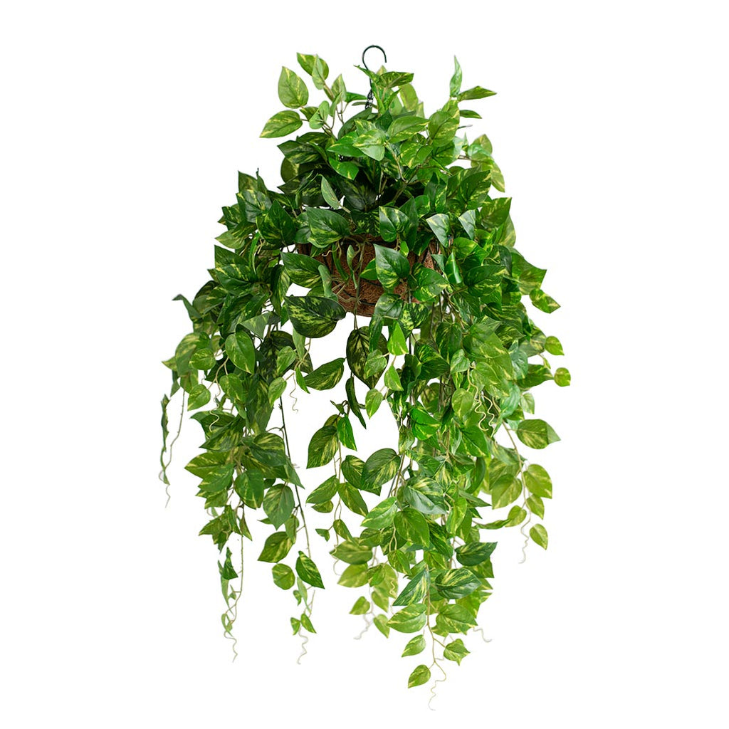 Hanging Basket S with Pothos 92CM X2 - Plant Couture - Hanging Baskets