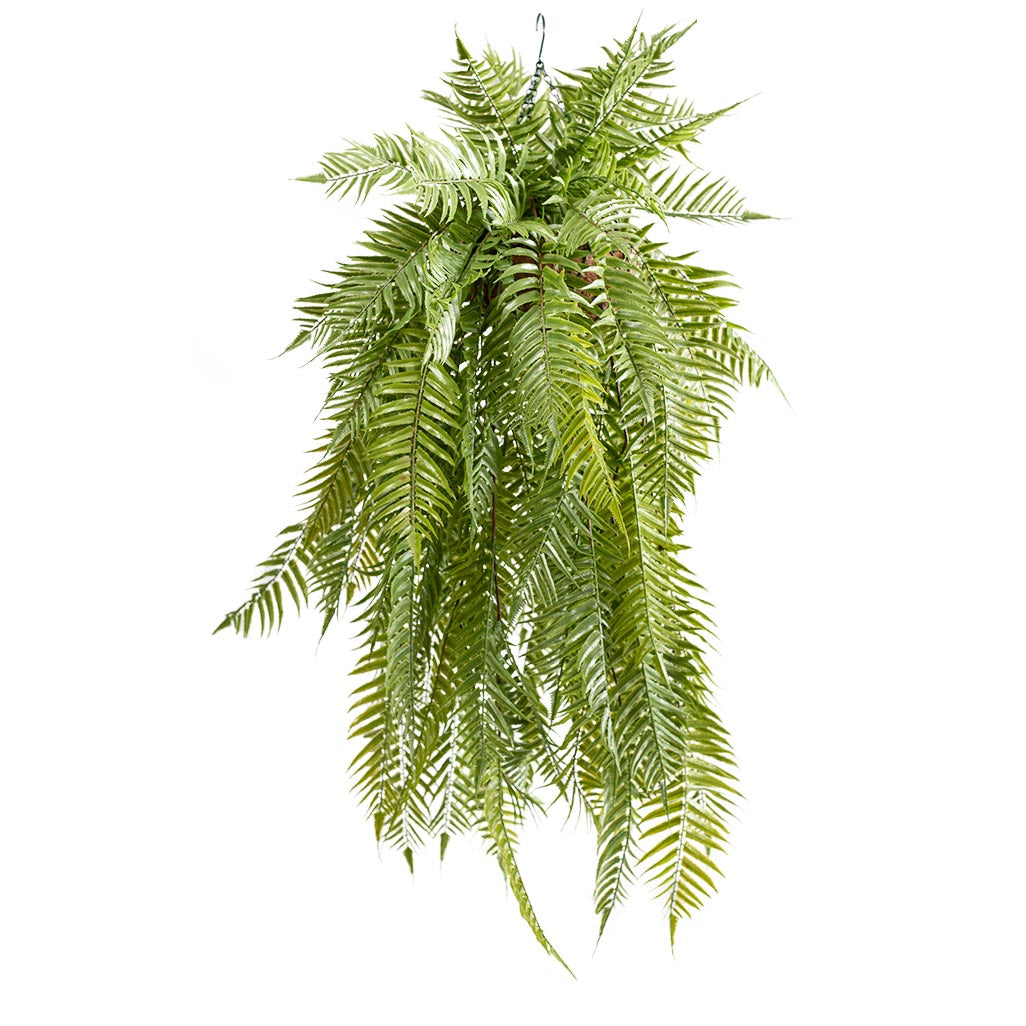 Hanging Basket with Sword Fern (S) 120cm