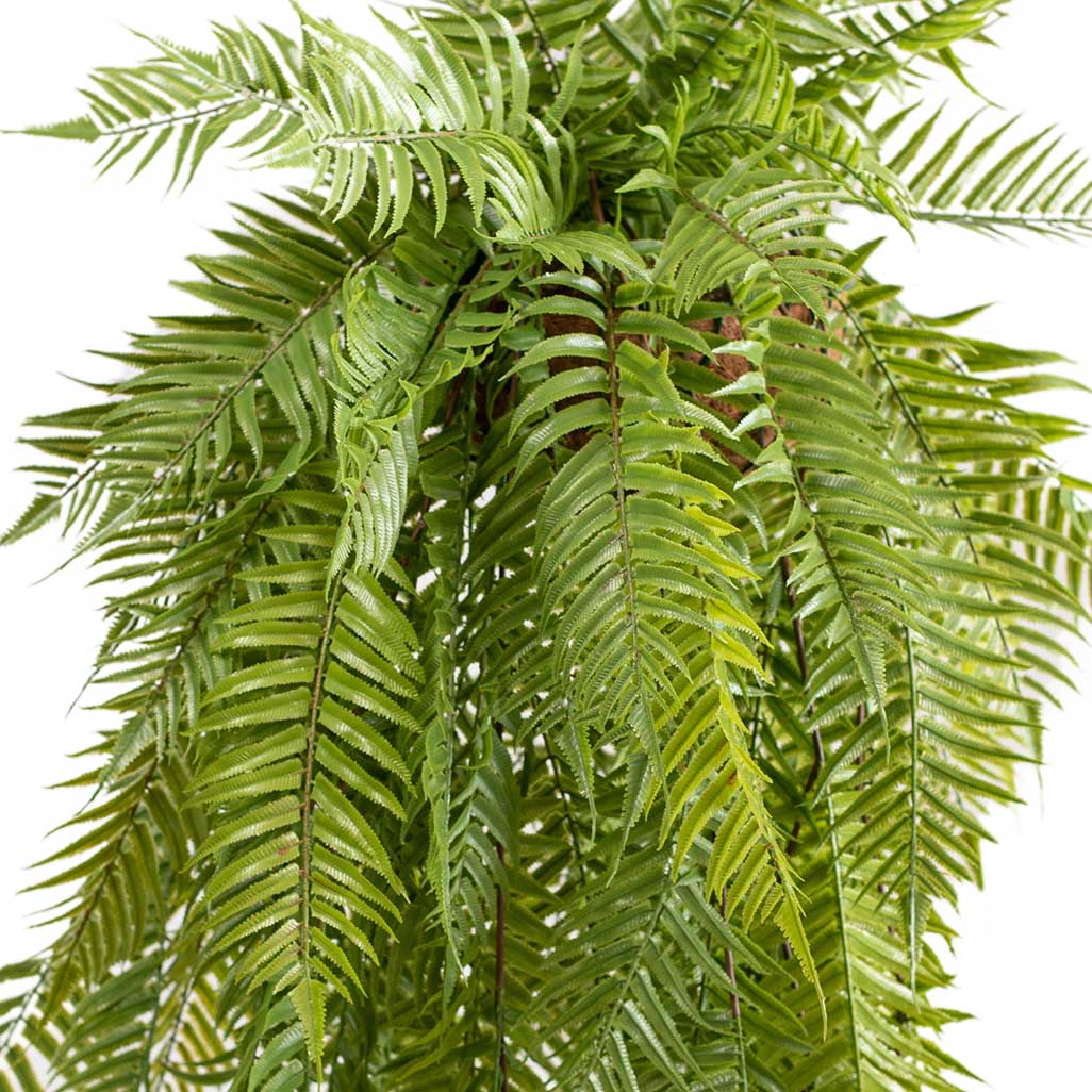 Hanging Basket with Sword Fern (S) 120cm