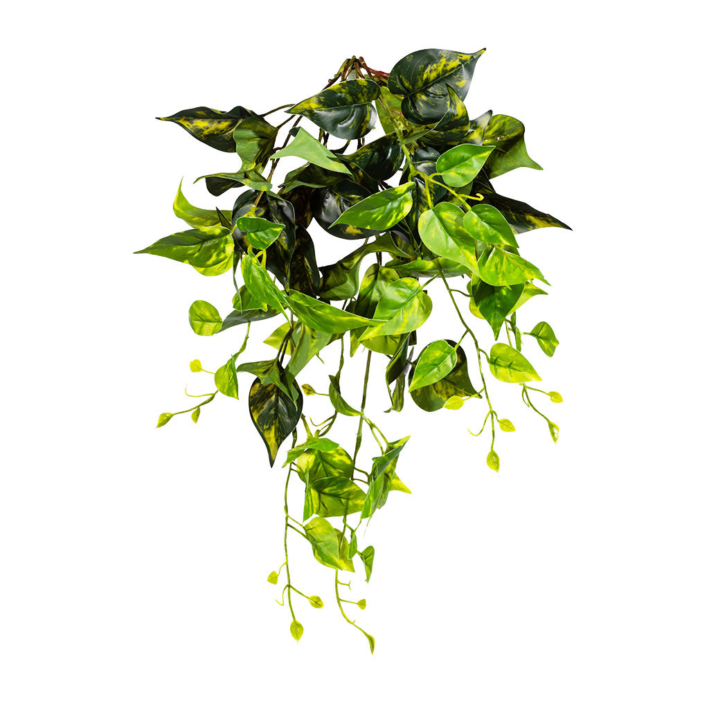 Hanging Pothos 55cm Y/G 80 Lvs