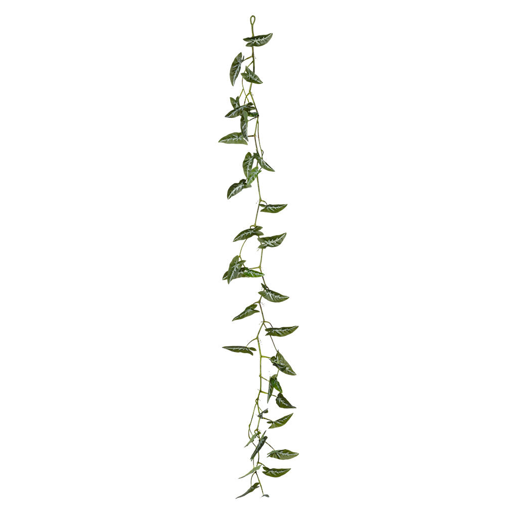 Hanging Syngonium Vine - 180cm